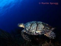 Hawksbill turtle on the wall at South Water Cay Belize by Martin Spragg 